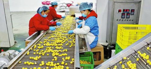 農(nóng)村創(chuàng)業(yè)新思路 三個投資小、前景好的小型加工廠項(xiàng)目